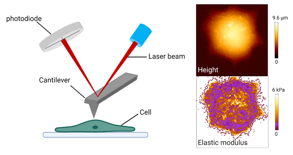 Atomic Force Microscopy And Force Spectroscopy - Bally Lab